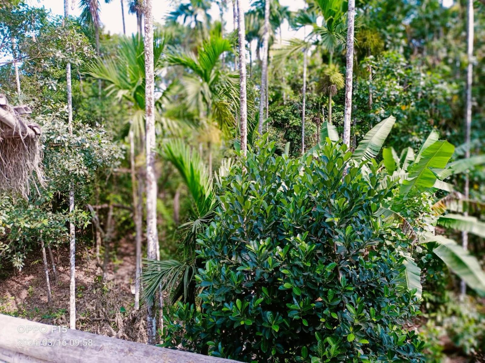 Streaming Valley Independent Coffee Estate Stay Madikeri Luaran gambar
